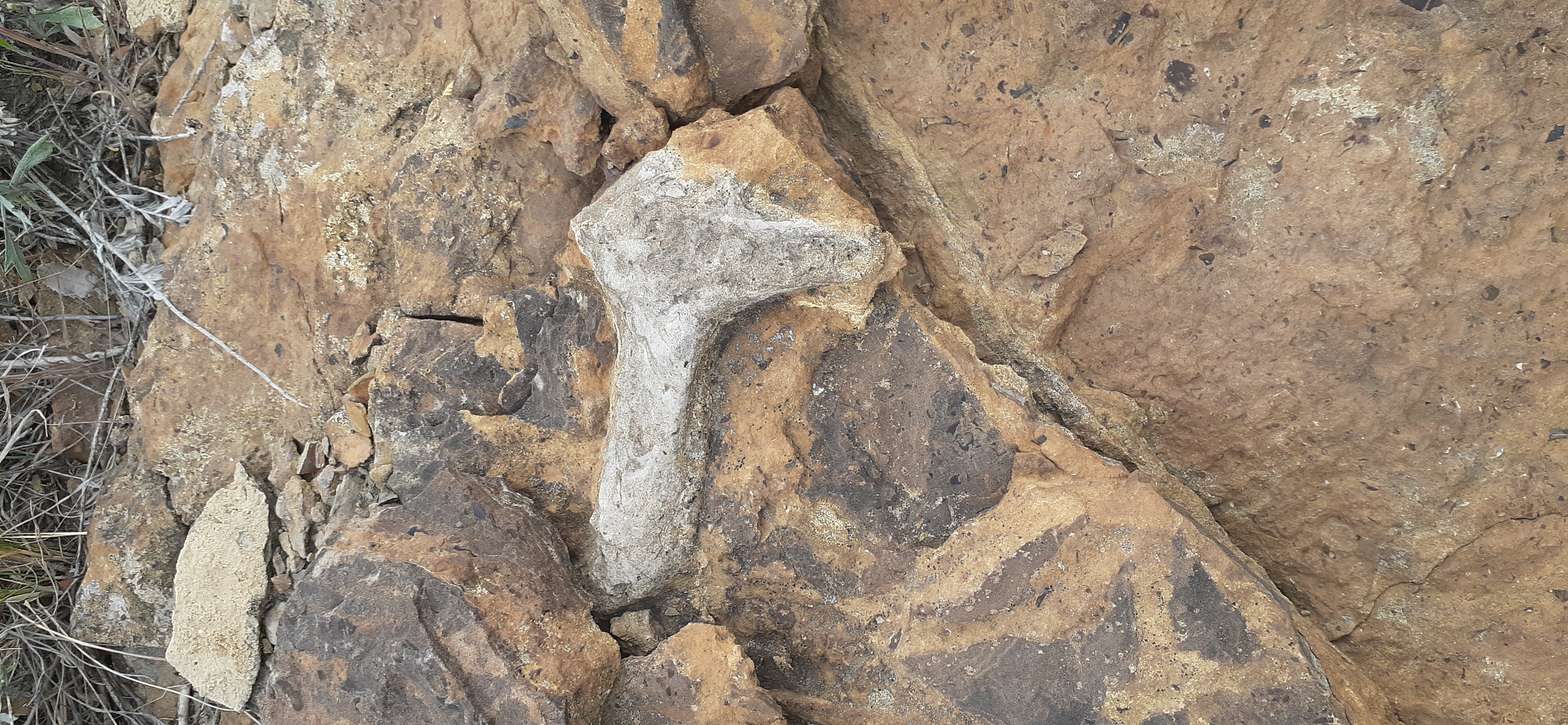 Fossilized bone found in La Junta Colorado seco newsp