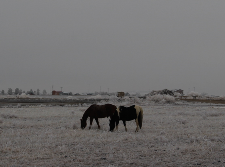 Horses Fog Frost seconews.org SECO News