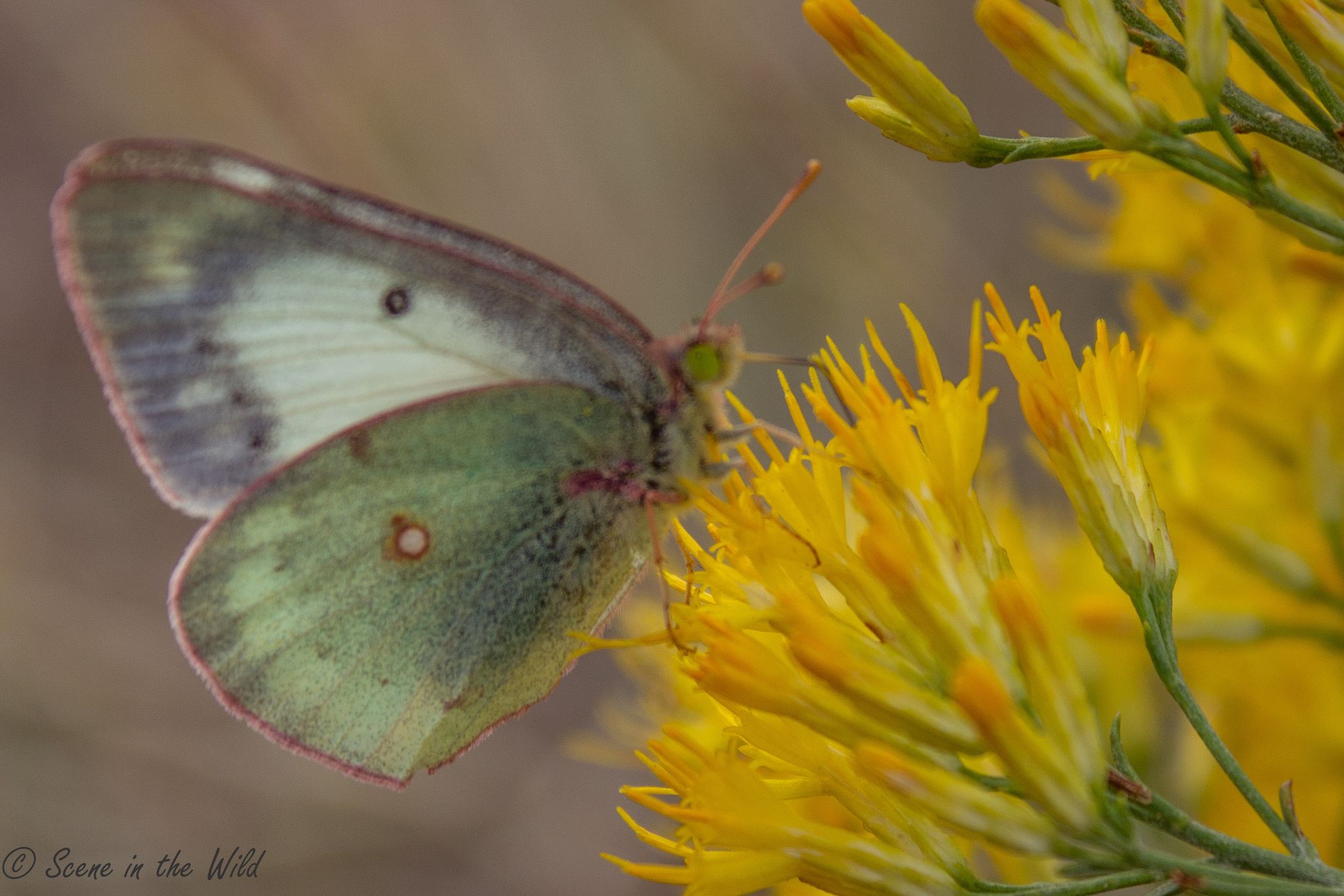 Clouded Sulphur Butterfly Scene in The Wild Photography SECO News seconews.org