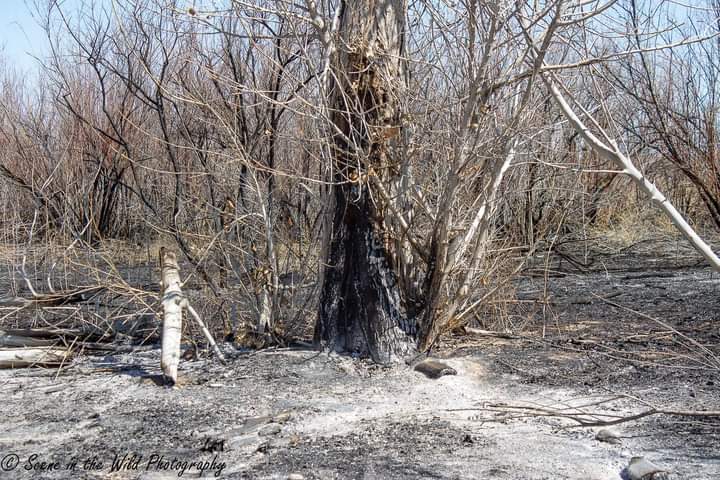 John Martin Wildlife Area Wildfire Damage Sue Keefer seconews.org 
