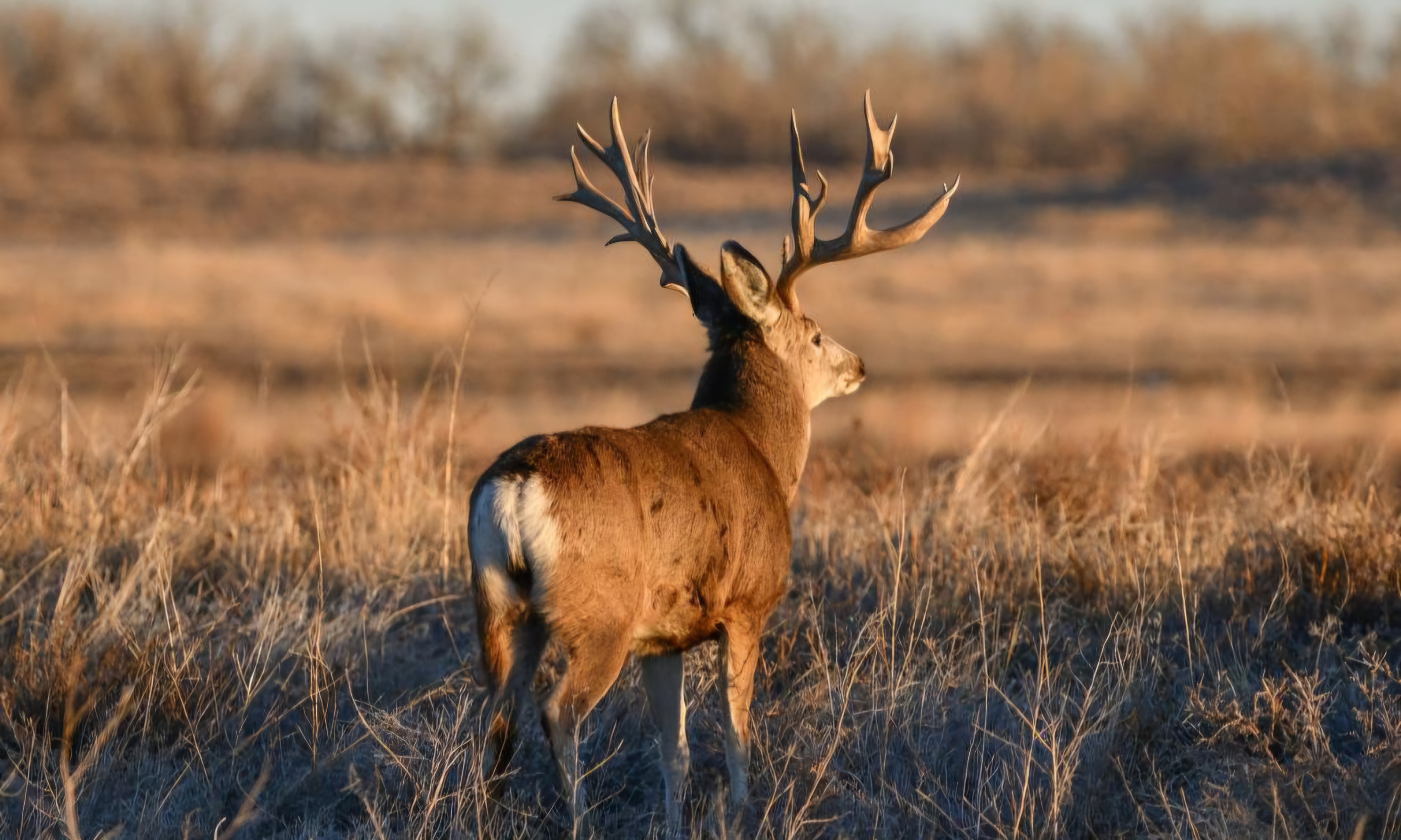SECO NEWS - Colorado Parks and Wildlife Big-Game Draw Deadline is April ...