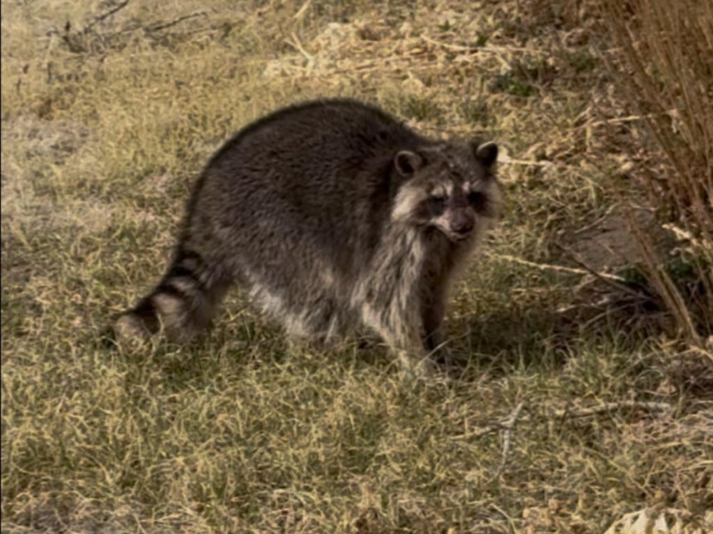 Report Raccoon SECO NEWS - Colorado Parks and Wildlife Reports Canine Distemper ...