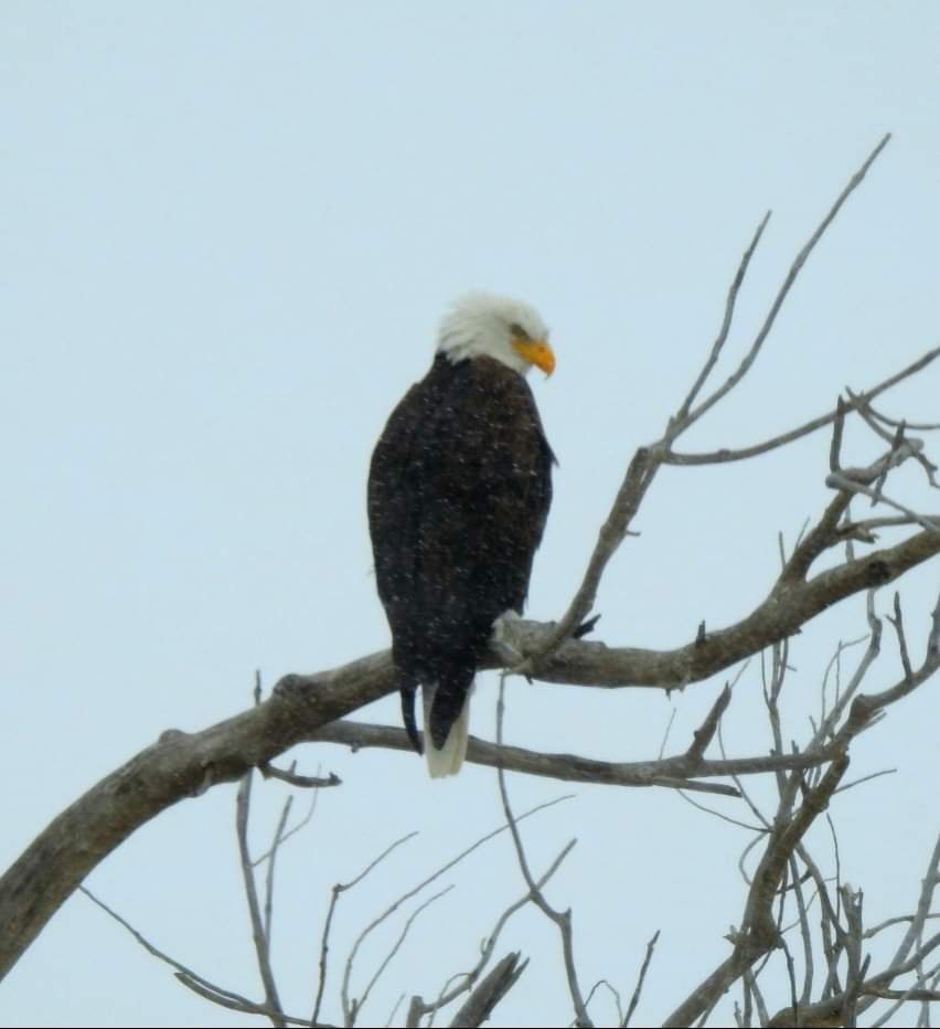 Southeast Colorado Bald Eagles Mike Barnhart Insight Photography